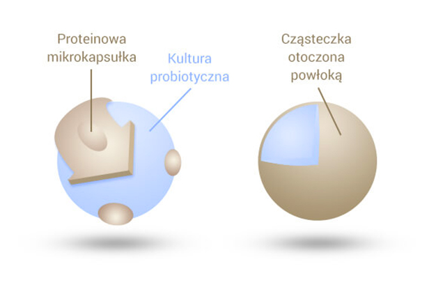 Budowa mikrokapsułki BactoFlor 10/20