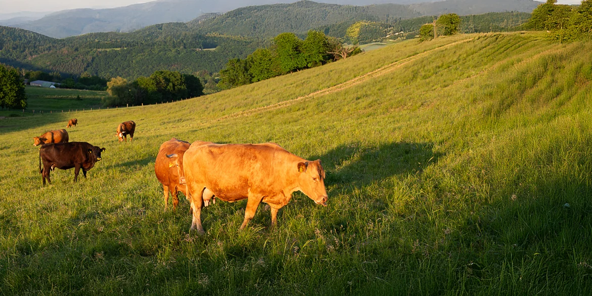 Molkur Kapsułki - preparat na bazie koncentratu sfermentowanej serwatki z najwyższej jakości mleka